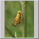 Xyphosia miliaria - Bohrfliege 07.jpg